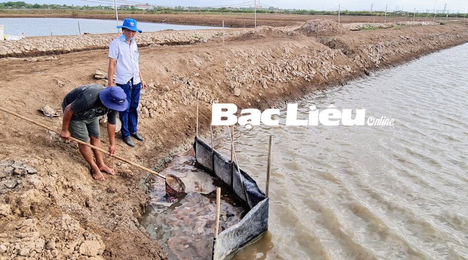 Artemia Hướng nuôi mới giúp nông dân thoát nghèo  Tạp chí Thủy sản Việt  Nam