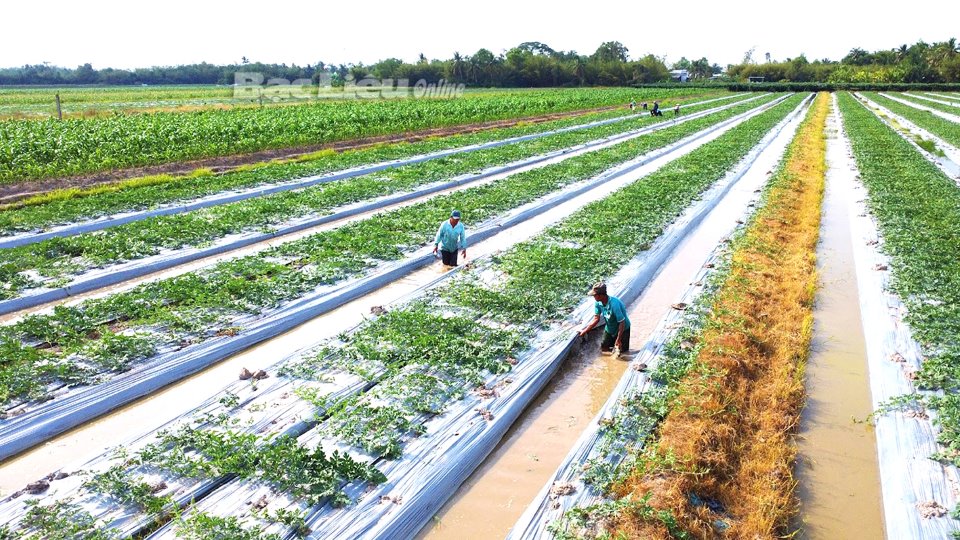 Nông nghiệp xanh đáp ứng nhu cầu thực phẩm sạch