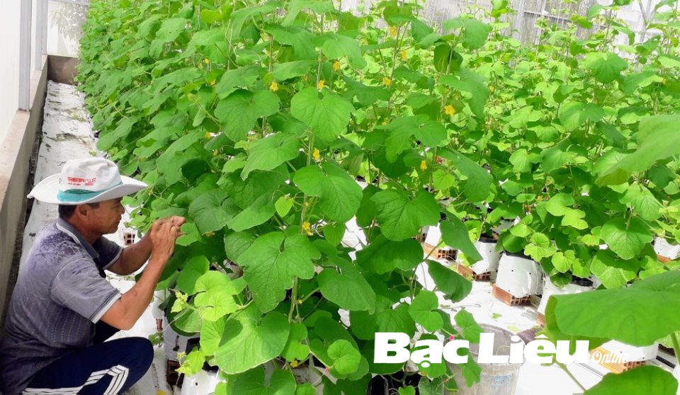 Mô hình nông nghiệp công nghệ cao phát huy hiệu quả ở Nghi Lộc