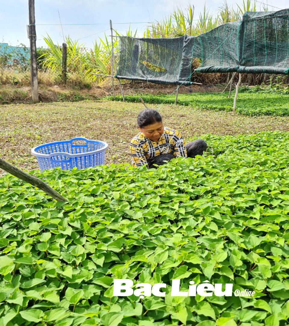Mô hình trồng chuyên canh rau diếp cá tại Châu Thành  Tiền Giang  YouTube