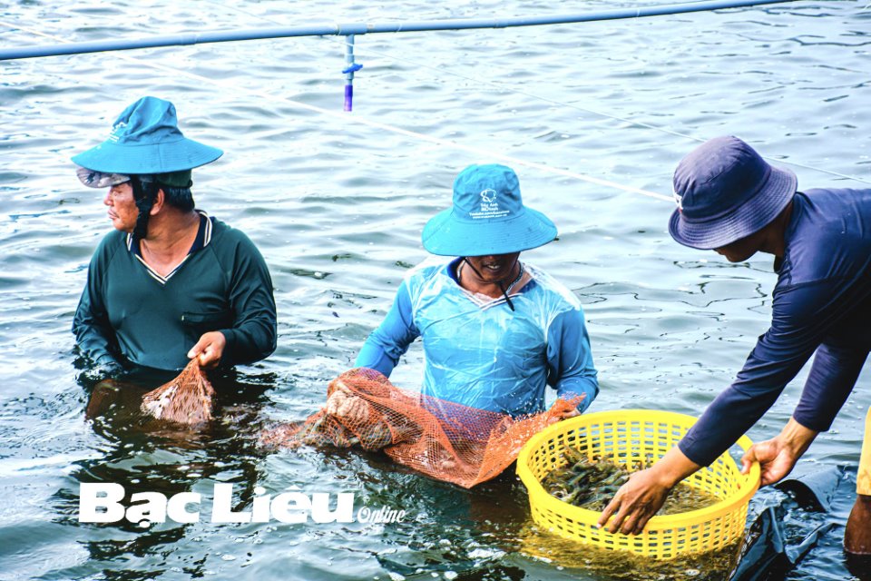 Cà Mau Đột phá nuôi tôm siêu thâm canh  Tạp chí Thủy sản Việt Nam